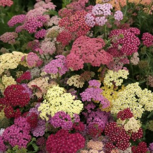 ACHILLEA MILLEFOLIUM SUMMER PASTELS PERENNIAL SEEDS - 100 SEEDS