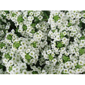 ALYSSUM SNOW CARPET SEEDS (CARPET OF SNOW / SNOW CLOTH) - 500 SEEDS