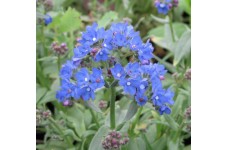 ANCHUSA CAPENSIS BLUE ANGEL PERENNIAL SEEDS - 100 SEEDS