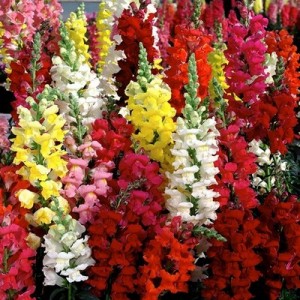 ANTIRRHINUM DWARF TOM THUMB - MIXED COLOUR SNAPDRAGON - 350 SEEDS