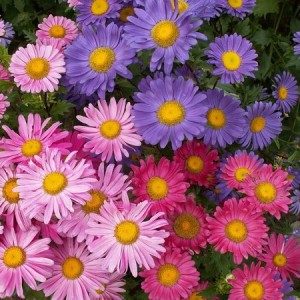 ASTER CHINA SINGLE MIX SEEDS - CALLISTEPHUS CHINENSIS MIXED COLOUR - 100 SEEDS