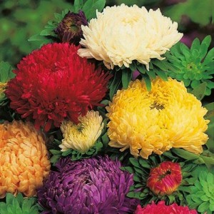 ASTER DUCHESS SPECIAL MIX - LATE FLOWERING - MIXED COLOUR SEEDS - 100 SEEDS
