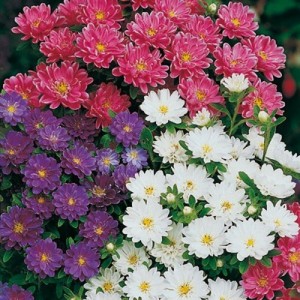 ASTER SUPER PRINCESS MIXED COLOUR SEEDS - 100 SEEDS