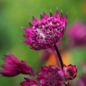 ASTRANTIA MAJOR BURGUNDY MANOR MASTERWORT PERENNIAL SEEDS - 25 SEEDS