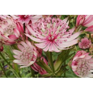 ASTRANTIA MAJOR SPARKLING STARS PINK MASTERWORT SEEDS - 25 SEEDS