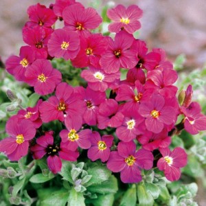 AUBRIETA ROYAL RED PERENNIAL SEEDS - 250 SEEDS