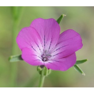 AGROSTEMMA GITHAGO SEEDS - CORNCOCKLE - PINK PURPLE FLOWERS - 100 SEEDS