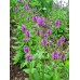 BETONY STACHYS - BETONICA OFFICINALIS - 100 SEEDS BETONY STACHYS - BETONICA OFFICINALIS - 100 SEEDS