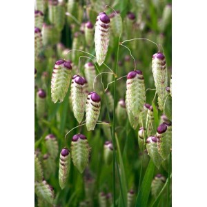 BRIZA MAXIMA ORNAMENTAL GRASS SEEDS - GREATER QUAKING GRASS - 50 SEEDS