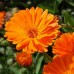 CALENDULA ORANGE KING POT MARIGOLD - 50 SEEDS
