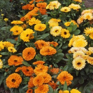 CALENDULA OFFICINALIS FIESTA GITANA SEEDS - ORANGE YELLOW CREAM POT MARIGOLD - 50 SEEDS
