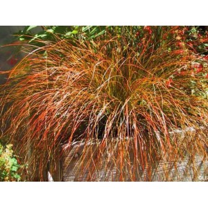 CAREX TESTACEA PRAIRIE FIRE ORNAMENTAL GRASS - 50 SEEDS