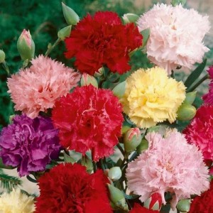 CARNATION CHABAUD MIX COLOUR SEEDS - 100 SEEDS 