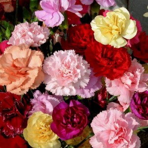 CARNATION DWARF FRAGRANCE MIX (MIXED COLOURS) PERENNIAL SEEDS - 100 SEEDS