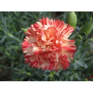 CARNATION ORANGE SHERBET SEEDS - DIANTHUS CARYOPHYLLUS - 50 SEEDS