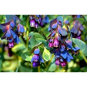 CERINTHE MAJOR - PURPURESCENS - HONEYWORT - BLUE SHRIMP - 20 SEEDS