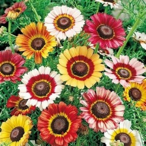 CHRYSANTHEMUM CARINATUM PAINTED DAISY - 100 SEEDS
