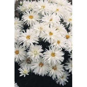 CHRYSANTHEMUM CRAZY DAISY SEEDS (WHITE) PERENNIAL SEEDS - 50 SEEDS CHRYSANTHEMUM CRAZY DAISY SEEDS (WHITE) PERENNIAL SEEDS - 50 SEEDS