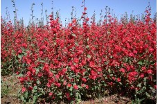 CLARKIA ELEGANS DOUBLE RED - 500 SEEDS