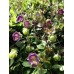 COBAEA SCANDENS MIX SEEDS - CUP AND SAUCER VINE - CATHEDRAL BELLS - 10 SEEDS COBAEA SCANDENS MIX SEEDS - CUP AND SAUCER VINE - CATHEDRAL BELLS - 10 SEEDS
