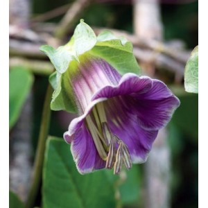 COBAEA SCANDENS MIX SEEDS - CUP AND SAUCER VINE - CATHEDRAL BELLS - 10 SEEDS COBAEA SCANDENS MIX SEEDS - CUP AND SAUCER VINE - CATHEDRAL BELLS - 10 SEEDS