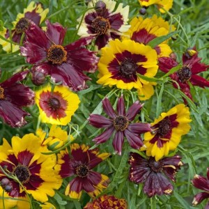 COREOPSIS HYBRIDA INCREDIABLE DWARF MIX SEEDS - TICKSEED - 50 SEEDS