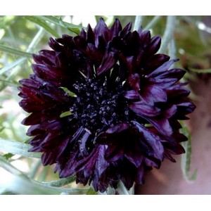 CENTAUREA CYANUS BLACK BALL SEEDS - DARK RED CORNFLOWER - 100 SEEDS