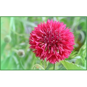 CENTAUREA CYANUS DOUBLE RED BALL - RED CORNFLOWER SEEDS - 100 SEEDS