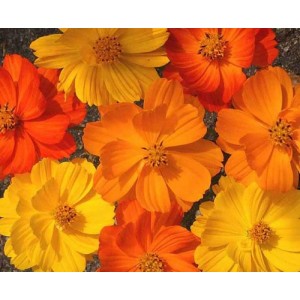 COSMOS BIPINNATUS BRIGHT LIGHTS MIX SEEDS - RED, ORANGE & YELLOW FLOWERS - 50 SEEDS