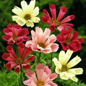 COSMOS BIPINNATUS SEASHELLS MIX SEEDS - WHITE, ROSE PINK FLOWERS - 50 SEEDS