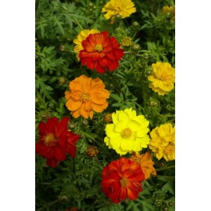 COSMOS CARPET FORMULA MIX SEEDS - YELLOW, ORANGE & RED FLOWERS - 50 SEEDS