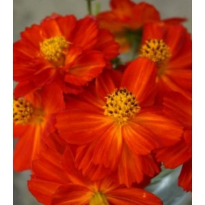 COSMOS SULPHUREUS REDCREST SEEDS - ORANGE RED FLOWERS - 50 SEEDS COSMOS SULPHUREUS REDCREST SEEDS - ORANGE RED FLOWERS - 50 SEEDS