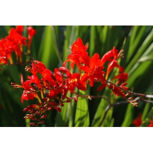 CROCOSMIA MONTBRETIA RED LUCIFER SEEDS - 50 SEEDS CROCOSMIA MONTBRETIA RED LUCIFER SEEDS - 50 SEEDS