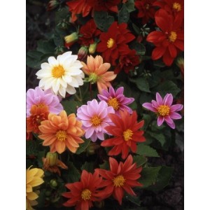 DAHLIA VARIABILIS EARLY BIRD MIX - 50 SEEDS