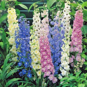DELPHINIUM CROWN PACIFIC MIX SEEDS - MIXED COLOUR FLOWERS - 50 SEEDS DELPHINIUM CROWN PACIFIC MIX SEEDS - MIXED COLOUR FLOWERS - 50 SEEDS