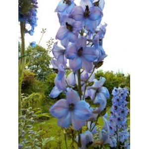DELPHINIUM ELATUM KESTREL BLUE SEEDS - BLUE FLOWERS - 50 SEEDS