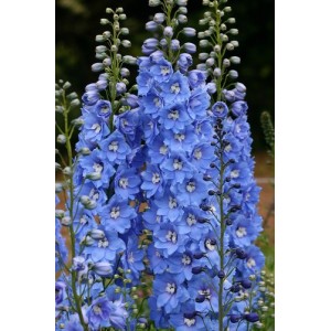 DELPHINIUM SUMMER SKIES SEEDS - PACIFIC GIANTS - PALE BLUE FLOWERS - 50 SEEDS