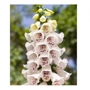 DIGITALIS PURPUREA ELSIE KELSEY FOXGLOVE SEEDS - WHITE & PURPLE - 100 SEEDS