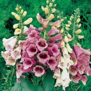DIGITALIS PURPUREA FOXY FOXGLOVE SEEDS - MIXED COLOURS - 500 SEEDS