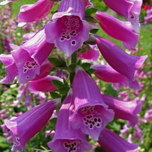 DIGITALIS PURPUREA NATIVE FOXGLOVE - PURPLE FOXGLOVE - 500 SEEDS