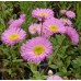 ERIGERON SPECIOSUS PINK JEWEL SEEDS - PINK FLEABANE DAISY - 100 SEEDS