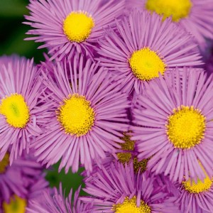 ERIGERON SPECIOSUS PINK JEWEL SEEDS - PINK FLEABANE DAISY - 100 SEEDS