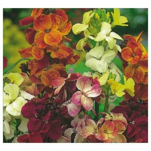 ERYSIMUM CHEIRI MY FAIR LADY MIX SEEDS - ENGLISH WALLFLOWER - 150 SEEDS
