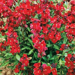ERYSIMUM CHEIRI SCARLET BEDDER WALLFLOWER SEEDS - DWARF BEDDING - 100 SEEDS