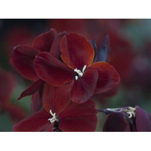 ERYSIMUM CHEIRI VULCAN WALLFLOWER SEEDS - DEEP CRIMSON BEDDING - 100 SEEDS