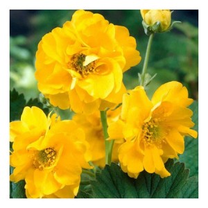GEUM AVENS LADY STRATHEDEN SEEDS - 50 SEEDS GEUM AVENS LADY STRATHEDEN SEEDS - 50 SEEDS