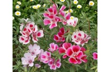 GODETIA DWARF - CLARKIA AMOENA - 500 SEEDS
