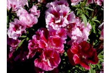 GODETIA WHITNEYI AZALEA DOUBLE MIXED - CLARKIA AMOENA - 500 SEEDS