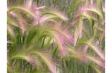 HORDEUM JUBATUM SEEDS - SQUIRREL GRASS / FOXTAIL BARLEY ORNAMENTAL GRASS SEEDS - 50 SEEDS
