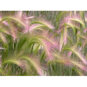 HORDEUM JUBATUM SEEDS - SQUIRREL GRASS / FOXTAIL BARLEY ORNAMENTAL GRASS SEEDS - 50 SEEDS
